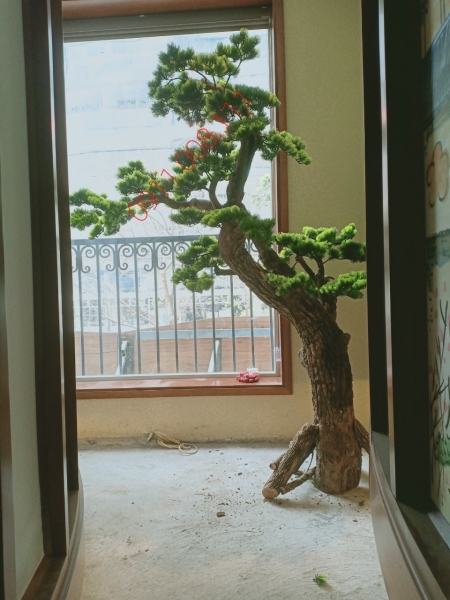 Cây tùng giả, bonsai